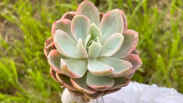Echeveria ‘Pink Vera’ variegated смотреть онлайн