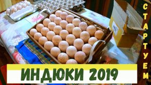 Закладка в  инкубатор, инкубация индюков, разведение индюков в личном подсобном хозяйстве