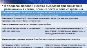 Половые клетки  Особенности гаметогенеза у человека