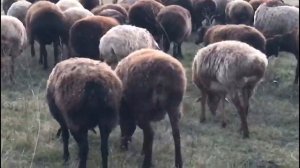 Дешевый корм для овец, баранов