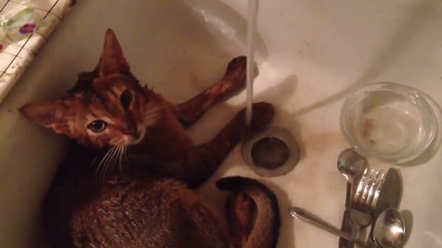 Тортик помогает мыть посуду смотреть онлайн