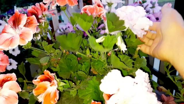 КАК УКРАСИТЬ ДВОРИК ПЕЛАРГОНИЕЙ. СТОИТ ТОЛЬКО ВКЛЮЧИТЬ ФАНТАЗИЮ. НОВИНКИ ЭТОГО СЕЗОНА. смотреть онлайн