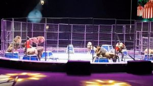 OFU Приземление. Цирк братьев Запашных