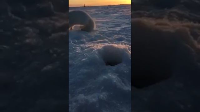 Белый песец выкопыл рыбку? смотреть онлайн