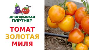 ТОМАТ ЗОЛОТАЯ МИЛЯ