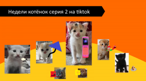 Недели котёнок серия 2 на tiktok