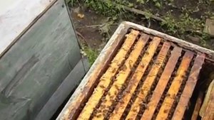 как лучше подставлять пчелам вощину, чтобы им не навредить и не спровоцировать аскосфероз