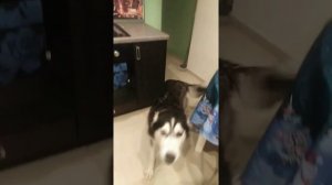 Хаски разговаривает