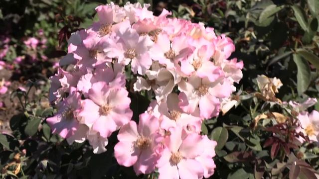 мускусные розы и розы остина. питомник роз полины козловой rozarium.biz. musk roses and Austin rose смотреть онлайн