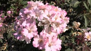 мускусные розы и розы остина. питомник роз полины козловой rozarium.biz. musk roses and Austin rose