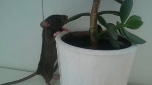 Дрессировка домашней крысы - 1 неделя