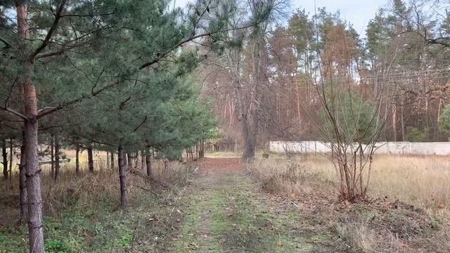 ВЛИЯНИЕ ПЧЕЛИНОЙ МАТКИ НА ЖИЗНЕДЕЯТЕЛЬНОСТЬ ПЧЕЛОСЕМЬИ. смотреть онлайн