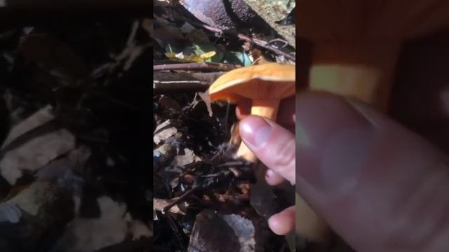 Lactarius deliciosus