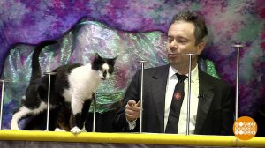 Кто сказал "мяу"? Артист! Доброе утро. Фрагмент выпуска от 05.08.2020