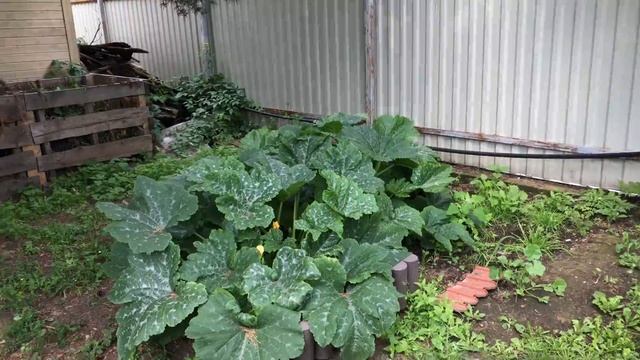 Моя любимая Дача 22 июля 2019 г. Хосты в моем саду. Дождик на даче. Обзор сада на конец июля.❤️ смотреть онлайн