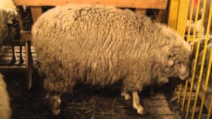 Советская мясошерстная порода овец на Всероссийской выставке овец г. Элиста