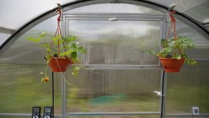 Теплица Тюльпан-Антишторм на даче. Часть 4