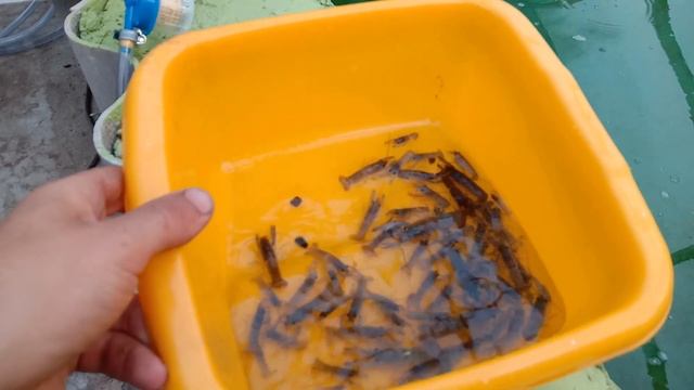 Выпуск малька Австралийского рака в пруд (аккр) / Результат работы фильтра в пруду! смотреть онлайн