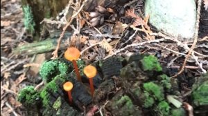 Wild Fungi | Orange Mycena