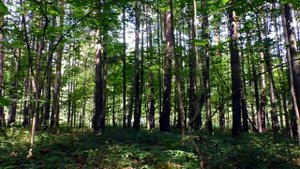 Звуки проезжающих по шоссе машин.  Для сна, Учебы или Снятия напряжения.