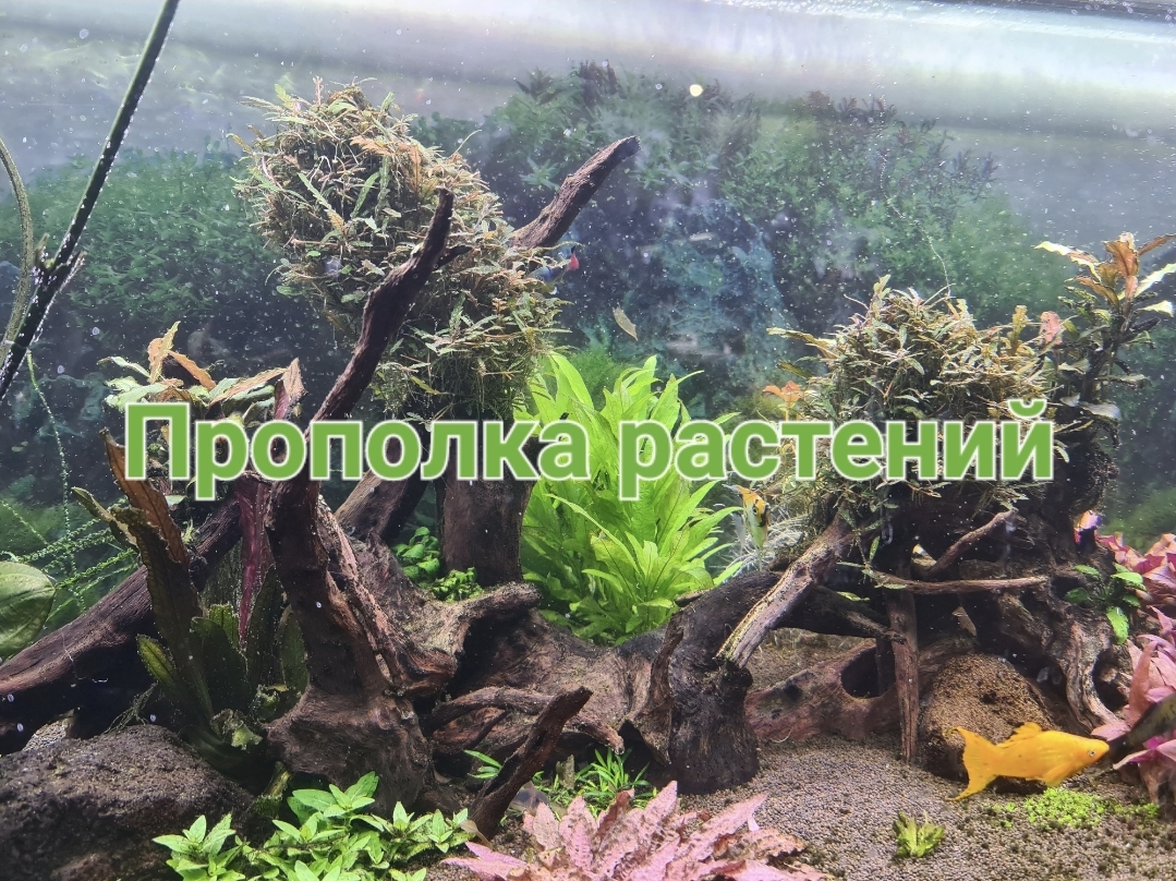 Прополка растений в аквариуме 300 литров смотреть онлайн