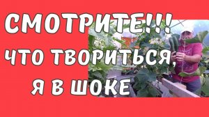 141. Дом на юге/Жизнь как она есть/Сад на Кубани/Краснодарский край/#жизнь #переезднаюг #видеообзор