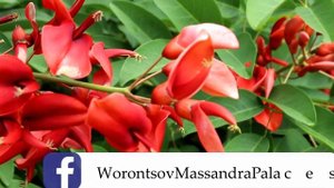 Коралловое дерево (эритрина).