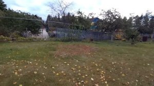 ??Что с Лозой. Вызревание Лозы винограда будет Лучше. Виноград в конце сентября.