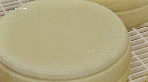 Сыр из овечьего молока. Агрокурьер