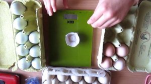 сколько весит яйцо араукана и амераукана? взвешиваем яйца