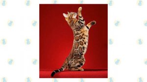 California Spangled Cat VS. Bengal Cat