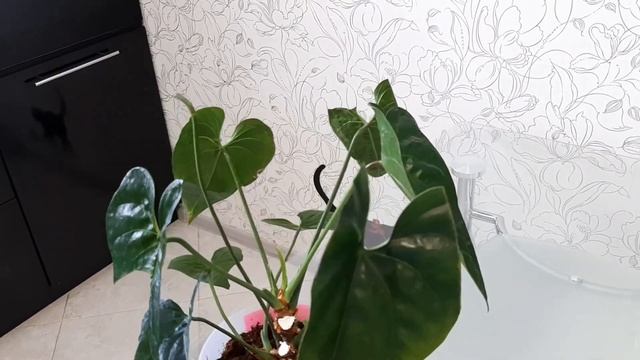 АНТУРИУМ. Лечение грибковых заболеваний на антуриуме смотреть онлайн