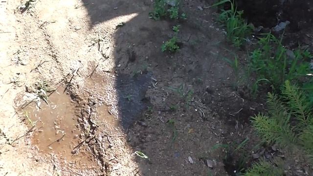 Черные муравьи- есть ли способ избавиться от них смотреть онлайн