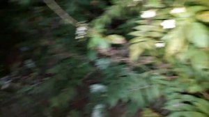 Лопающиеся растения