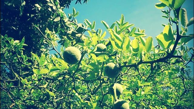 Sibirski limun (Poncirus trifoliata) uspeva i na -25 stepeni смотреть онлайн