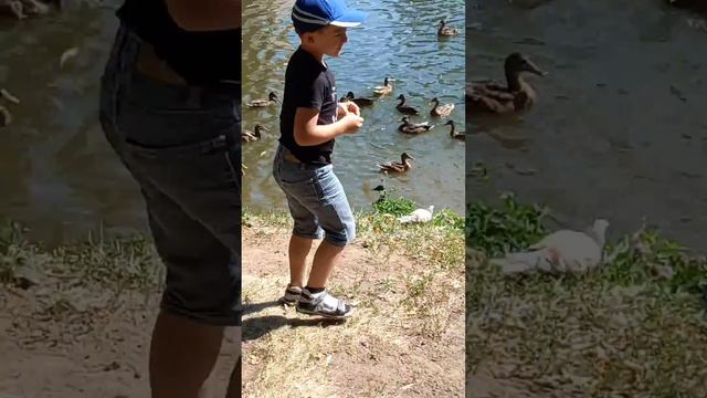 ЕСТЬ МЕСТО, ГДЕ МНОГО,МНОГО ДИКИХ... смотреть онлайн