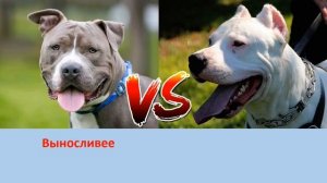 ПИТБУЛЬ ПРОТИВ АРГЕНТИНСКИЙ ДОГ