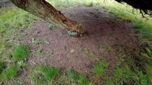 Франция. Прощай! Это конец! Я сделала, что смогла. Его придется убирать. Жизнь Сибирячки во Франции