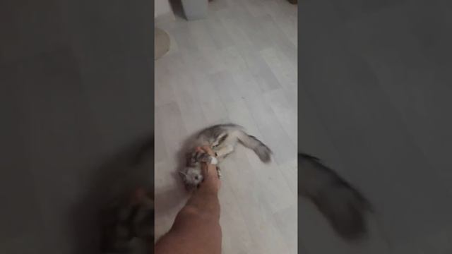 Кот охотится за ногой смотреть онлайн