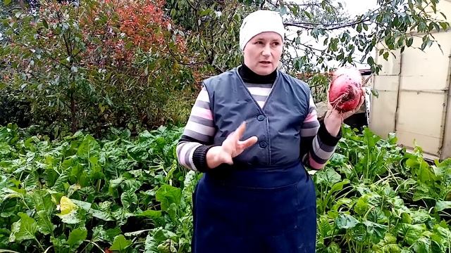 Осеннее кормление кур. Меняю рацион питания кур.