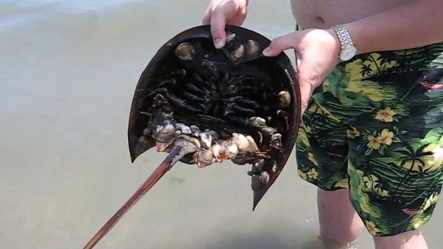 horseshoe crab (Limulus polyphemus), мечехвост смотреть онлайн