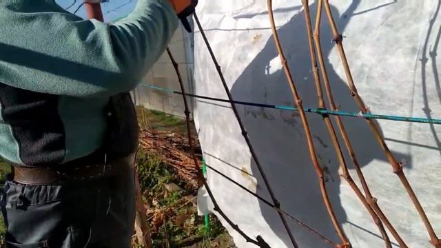 Обрезка винограда. Осень 2021 смотреть онлайн