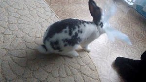 Кролик рычит