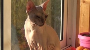 кошка донской сфинкс(кошка домашняя)