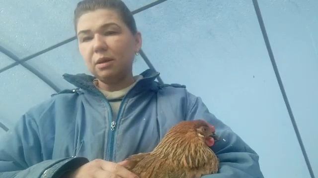 помогаем курице родить яйцо! Лечим последствия смотреть онлайн