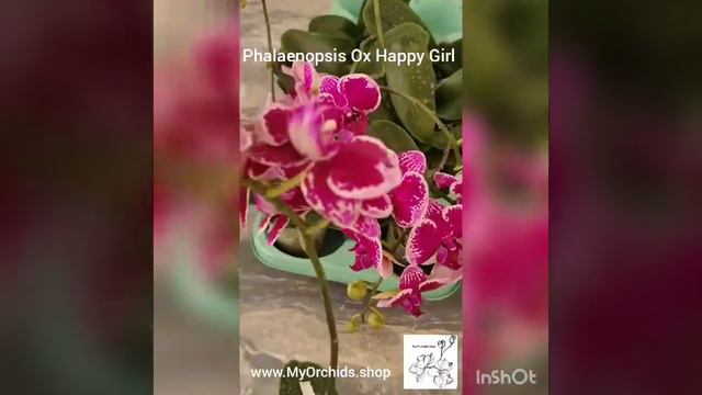 Phalaenopsis Ox Happy Girl смотреть онлайн