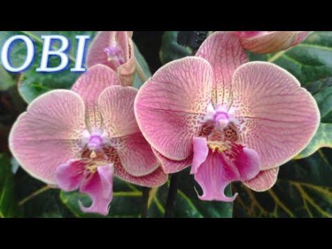 №910/ СВЕЖИЕ, чудесные ОРХИДЕИ в OBI