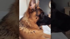 #немецкаяовчарка #восточноевропейскаяовчарка #вео  НЕМЕЦКАЯ ОВЧАРКА VS ВОСТОЧНО ЕВРОПЕЙСКАЯ ОВЧАРКА