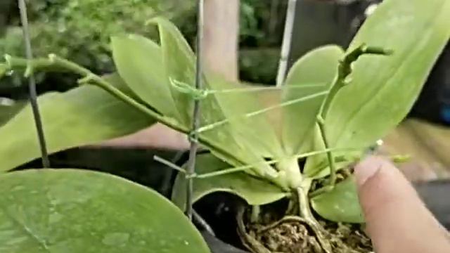 Phalaenopsis tetraspis 'Pure Alba' смотреть онлайн