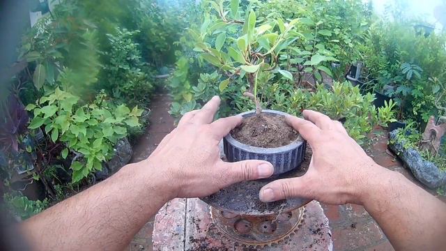 Ficus mini bonsai part 7 смотреть онлайн